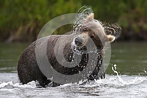 Marrón un oso temblor su cabeza salmón 