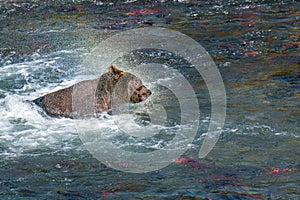 Brown bear shaking head and fishing in the Brooks River, just below Brooks Falls, Katmai National Park, Alaska, USA