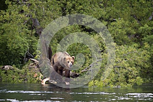 Brown bear on the shore of the lake. Russia, Kamchatka