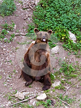 The brown bear showing tongue to zoo visitors.