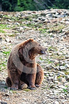 Brown bear shows his tongue