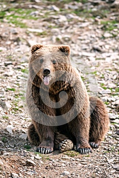 Brown bear shows his tongue