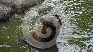 Brown bear sits in the lake and rests