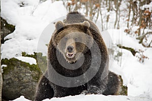 Brown bear sittin on a snow