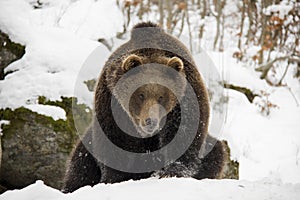 Brown bear sittin on a snow