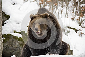 Brown bear sittin on a snow