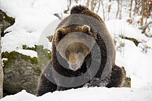 Brown bear sittin on a snow