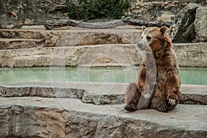 Brown Bear Sitting