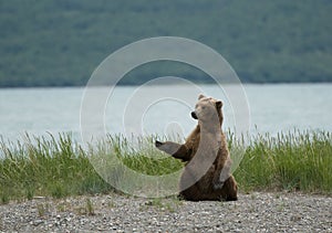 Brown bear sitting on the beach