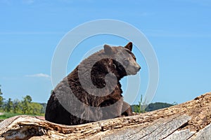 Brown bear sitting on a piece of wood