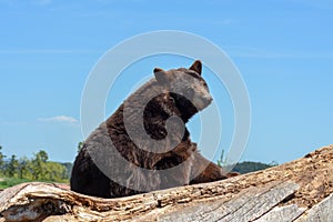 Brown bear sitting and relaxing