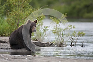 Brown bear is sitting on the river Bank