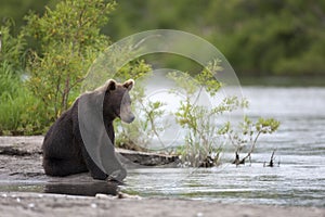 Brown bear is sitting on the river Bank