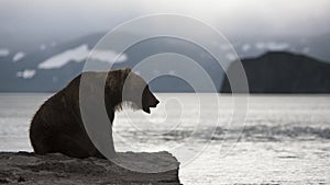 Brown bear is sitting on the shore of lake