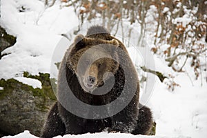 Brown bear sitting on a snow
