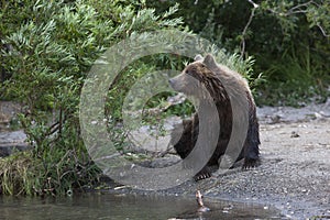 Marrón un oso es un sobre el actual 