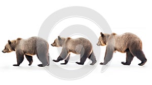 Brown bear sitting on white background