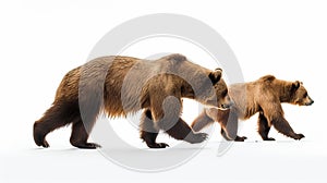 Brown bear sitting on white background