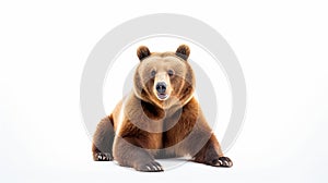 Brown bear sitting on white background