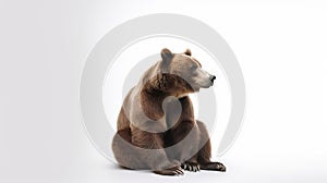 Brown bear sitting on white background