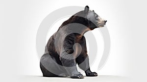 Brown bear sitting on white background