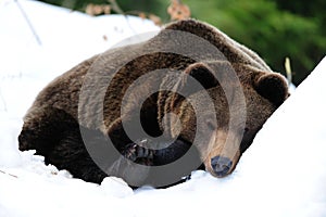 Brown bear are sleep in snow