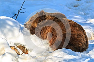 Brown bear sleeping on the snow