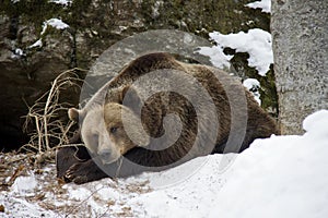 Brown bear sleeping on a snow
