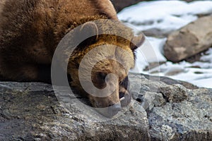 Brown bear sleeping on a stone basking in the sun