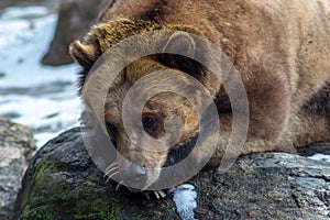 Brown bear sleeping on a stone basking in the sun