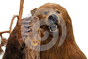 Brown bear with a snarling mouth