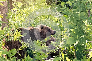 Brown bear sneaks through the thickets of the forest and looks out carefully from the foliage