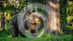 Brown Bear sniffs tree. In the summer forest.
