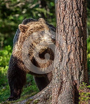 Brown Bear sniffs tree in the summer forest.