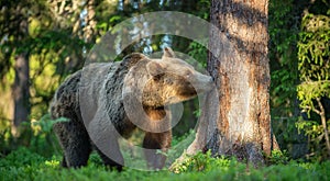 Brown Bear sniffs tree. In the summer forest at sunny day. Green forest natural background.