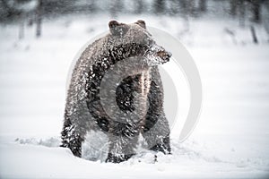 Brown bear in the snow blizzard in the winter forest. Snowfall.