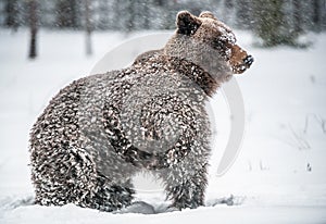 Brown bear in the snow blizzard in the winter forest. Snowfall.