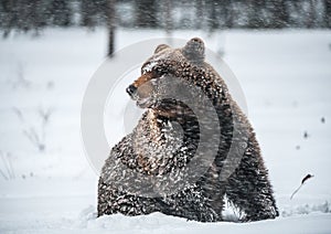 Brown bear in the snow blizzard in the winter forest. Snowfall