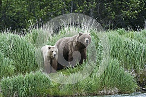 Brown Bear Sow and Cub