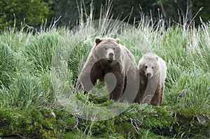 Brown Bear Sow and Cub