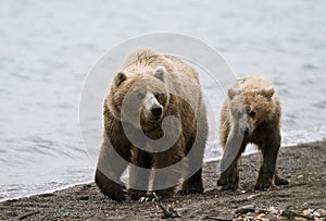 Brown Bear Sow and Cub