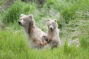 Brown Bear Sow and Cub