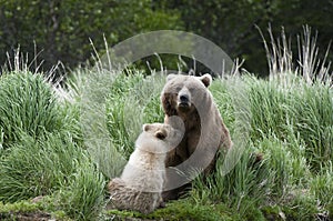 Brown Bear sow and Cub