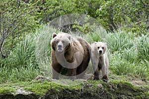 Brown Bear sow and Cub