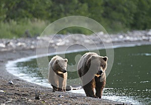 Brown Bear sow and Cub