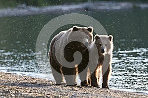 Brown Bear sow and Cub