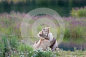 Brown bear sow and cub