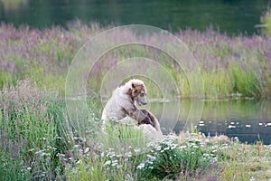 Brown bear sow and cub