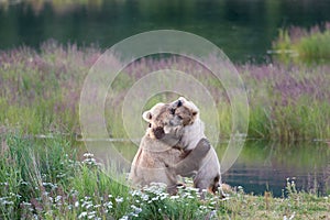 Brown bear sow and cub