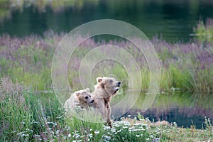 Brown bear sow and cub